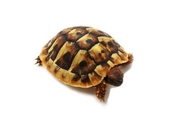 Testudo hermanni