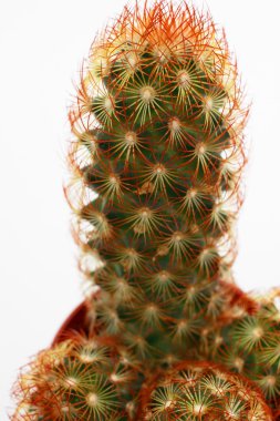 Mammillaria prolifera