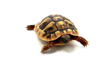 Testudo hermanni clipart