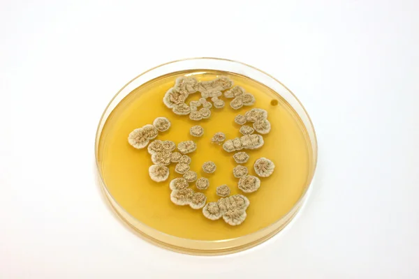 Płyta mikrobiologiczne — Zdjęcie stockowe