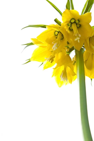 Yellow flowers on white — Stock Photo, Image