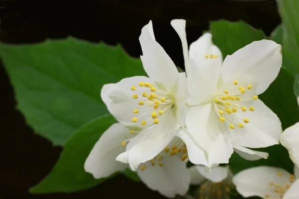 Jasmine tree flowers — Stock Photo, Image