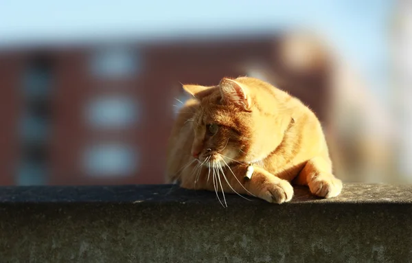 Gato ruivo — Fotografia de Stock