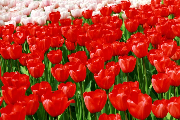 Rote und cremige Tulpen — Stockfoto