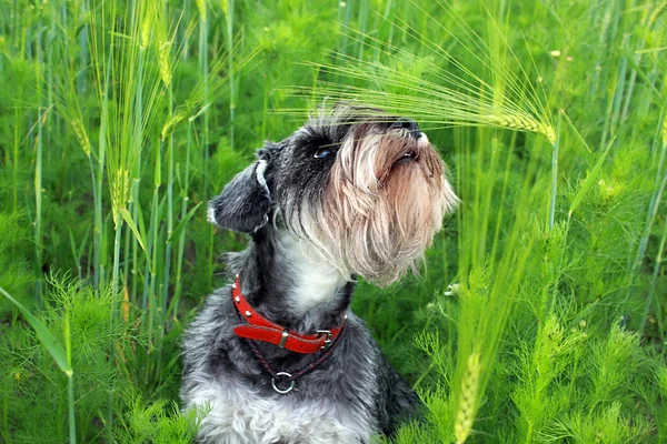 Pies wśród pszenna uszy — Zdjęcie stockowe