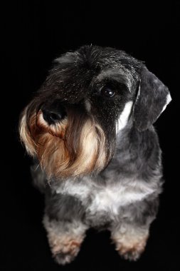 Schnauzer portrait clipart