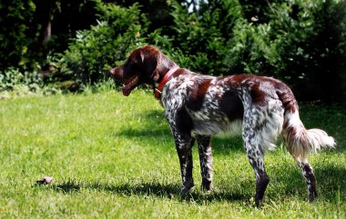 French spaniel clipart