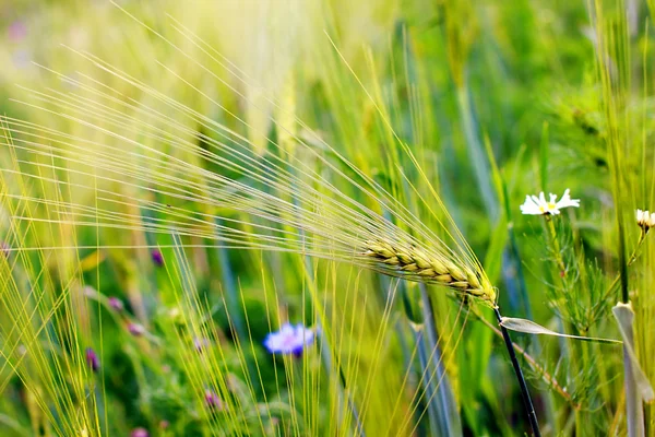 stock image Wheat ears