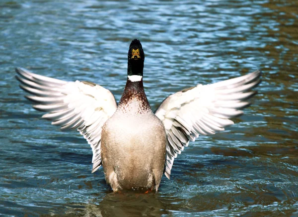 鴨の羽ばたき — ストック写真