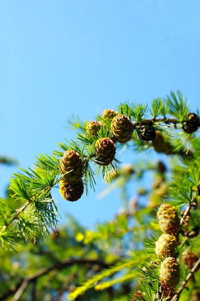 Fragment of larch branch over the sky — Stock Photo, Image
