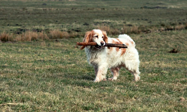 Cão leve com bife — Fotografia de Stock