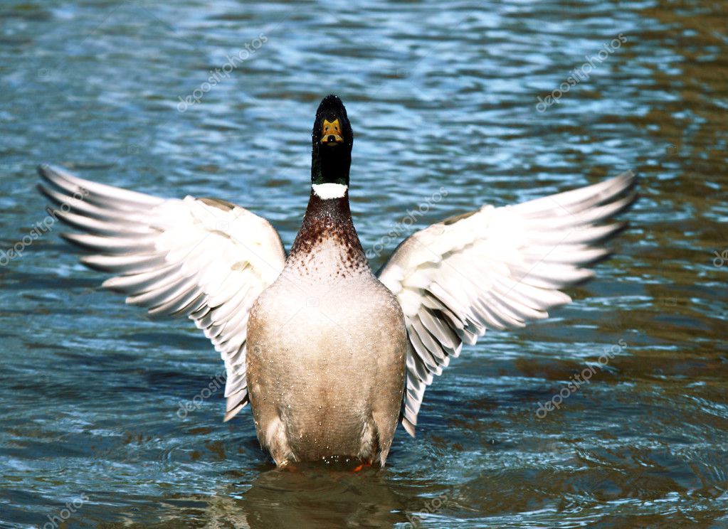 Wild duck flapping wings — Stock Photo © O.Rohulya #6068930