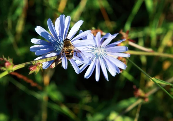 Gran mosca en las flores — Foto de Stock