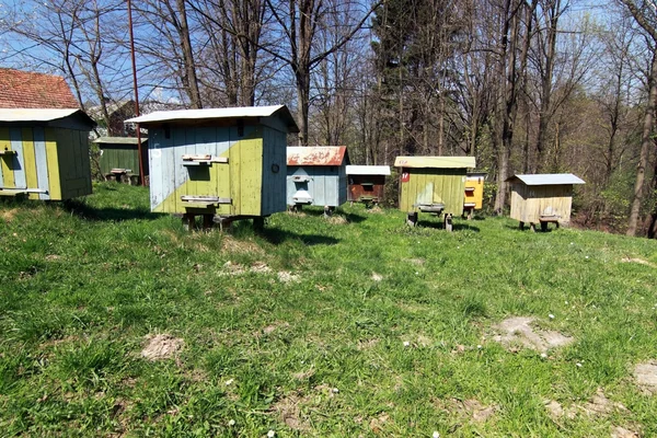 stock image Apiary with beehives