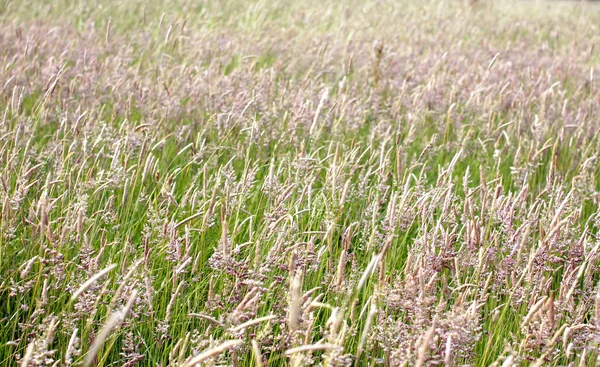 Sfondo di erba — Foto Stock