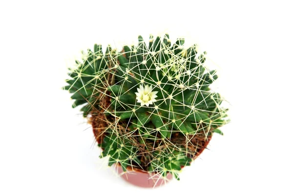 Cactus en fleurs — Photo