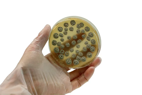 Микроорганизмы на тарелке — стоковое фото