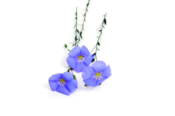 Linum usitatissimum flowers — Stock Photo, Image
