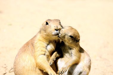 Kissing marmots clipart