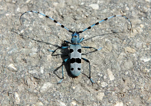 stock image Rosalia alpina