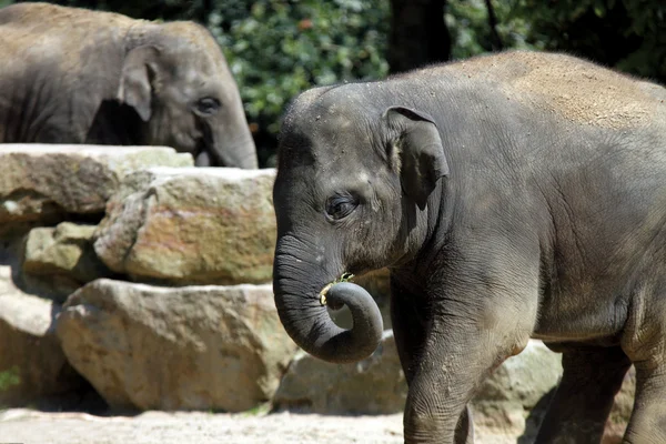 stock image Asian elephant