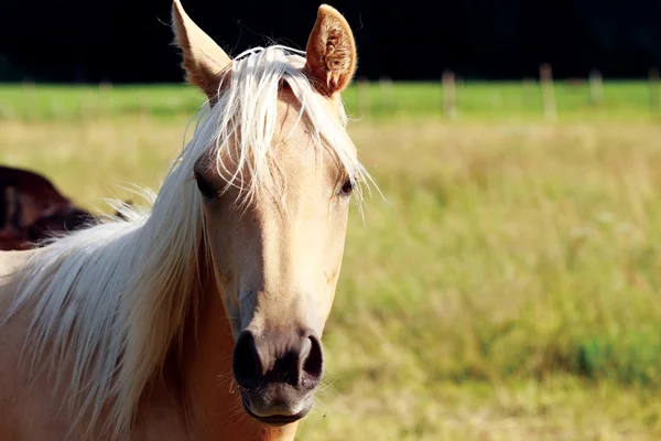 stock image Horse portrait