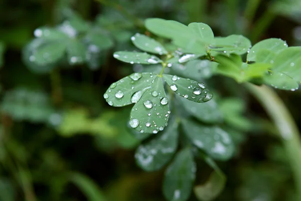 stock image Raindrops