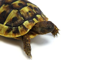 Hermann's tortoise clipart