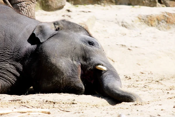 stock image Lying elephant