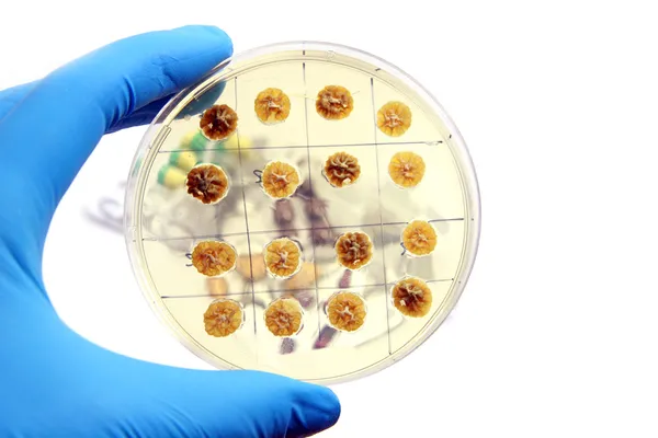 Генетически модифицированные грибы — стоковое фото