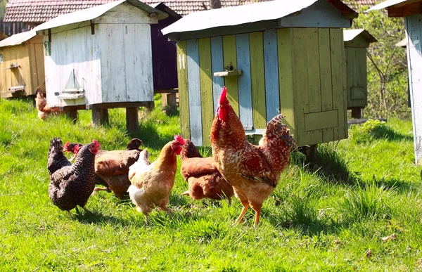 stock image Chickens and cock