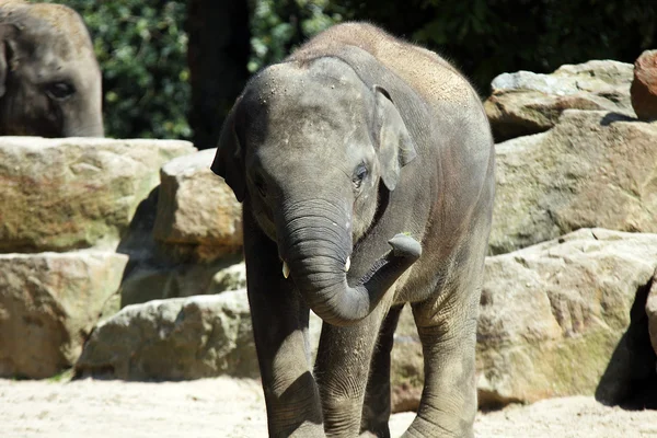 stock image Baby elephant