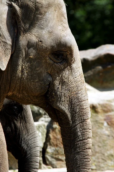 Cabeça de elefante — Fotografia de Stock