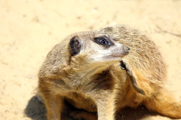 stock image Meerkat