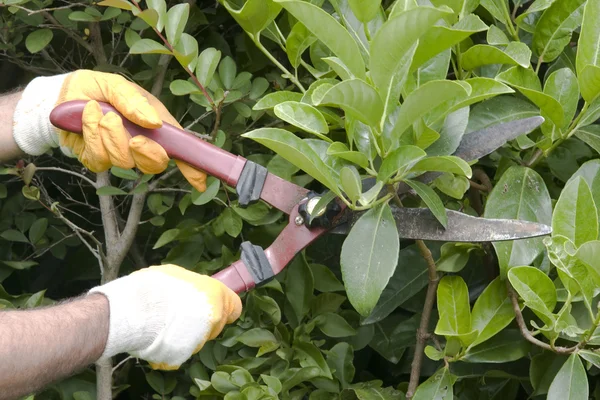Clippers pruning bushes — Stock Photo, Image