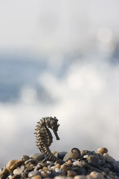 Морський коник — стокове фото