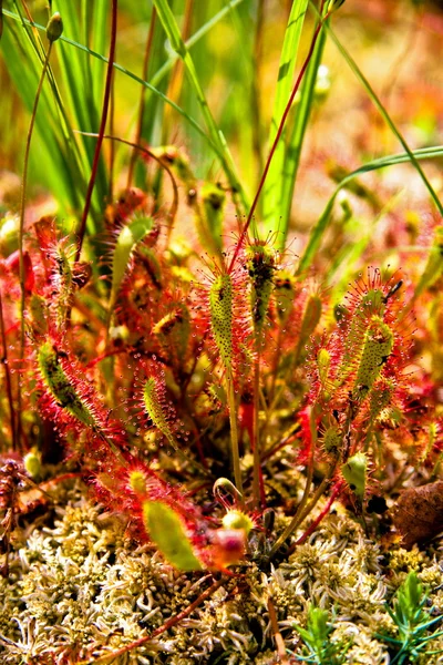 stock image The wild plant