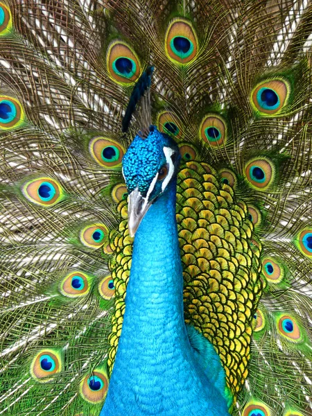 stock image Proud Peacock