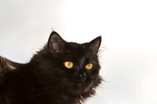 Um gato preto — Fotografia de Stock