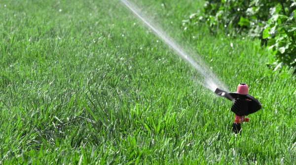 Lawn with Sprinkler — Stock Photo, Image