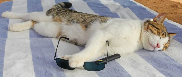 Cat asleep on a lounger on the beach — Stock Photo, Image