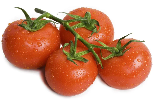 Vine tomater - Stock-foto