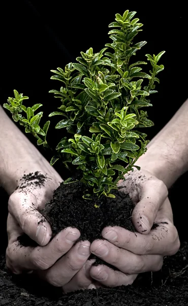 stock image Holding a Tree