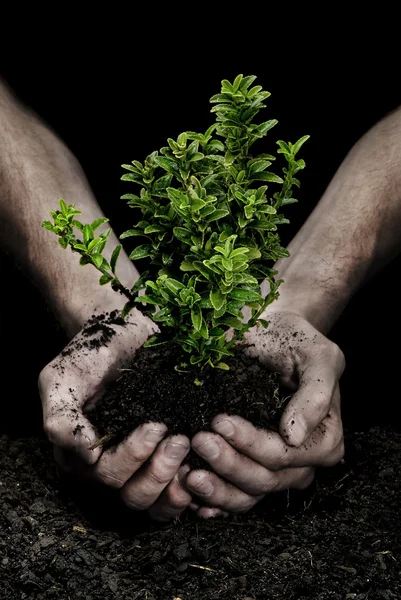 Stock image Holding a Tree