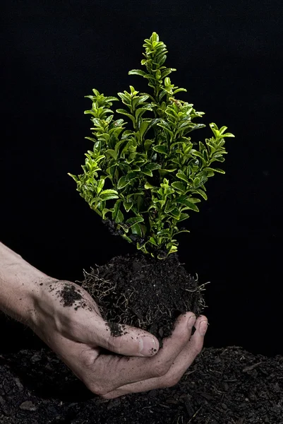 stock image Holding a Tree