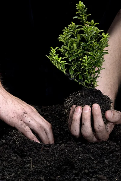 stock image Holding a Tree