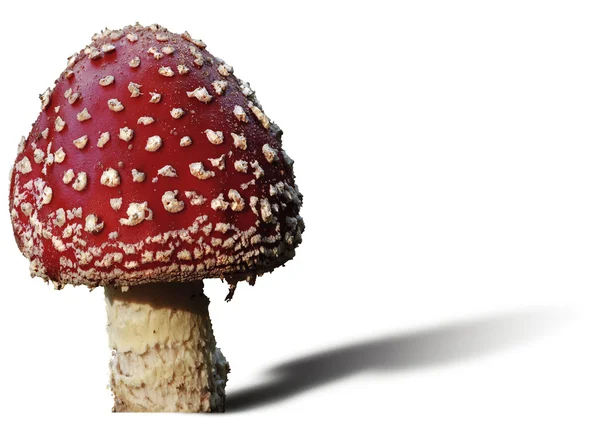 Stock image Toadstool