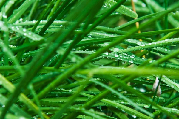 stock image Wet Grass