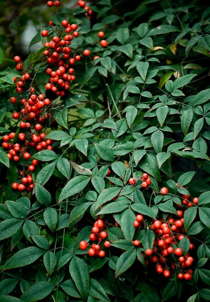 stock image Red Berries