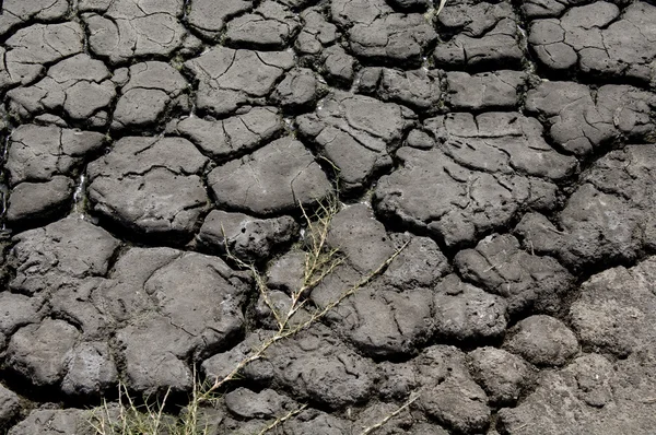 stock image Dry Cracked Earth